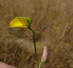 Crotalaria triquetra