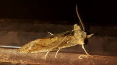 Plusiodonta compressipalpis