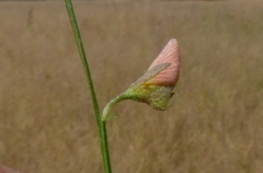 Crotalaria triquetra