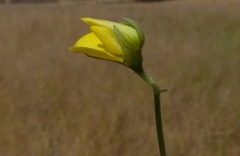 Crotalaria triquetra