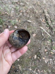 Cipangopaludina chinensis