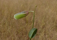 Crotalaria triquetra