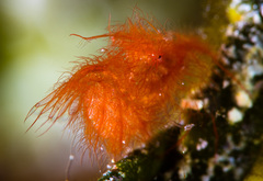 Phycocaris simulans