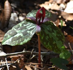 Trillium maculatum