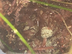 Distaplia occidentalis