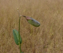 Crotalaria triquetra