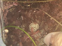 Distaplia occidentalis