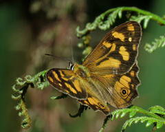 Heteronympha solandri