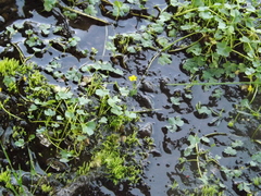 Ranunculus natans