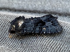 Neumichtis nigerrima