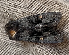 Neumichtis nigerrima