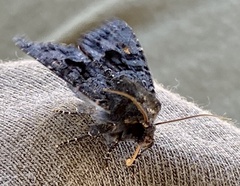 Neumichtis nigerrima