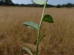 Crotalaria triquetra