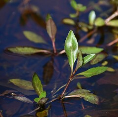 Alternanthera philoxeroides