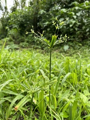 Hymenocallis littoralis