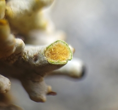 Acroscyphus sphaerophoroides