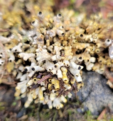 Acroscyphus sphaerophoroides