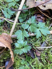 Ranunculus uncinatus