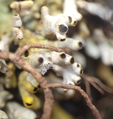 Acroscyphus sphaerophoroides