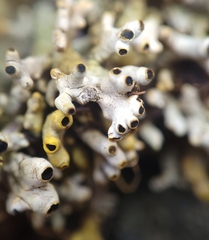 Acroscyphus sphaerophoroides