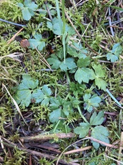 Ranunculus uncinatus
