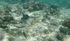 Pseudobalistes fuscus