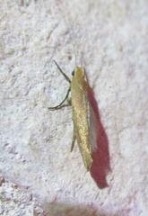 Ypsolopha ochrella