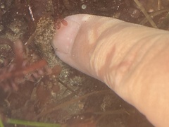 Distaplia occidentalis