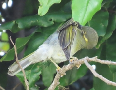 Foulehaio carunculatus