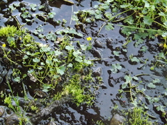 Ranunculus natans