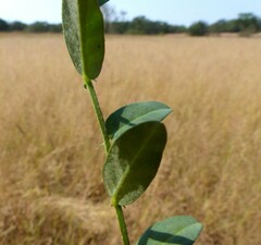 Crotalaria triquetra