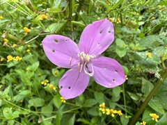 Arthrostemma ciliatum