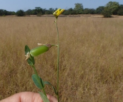 Crotalaria triquetra