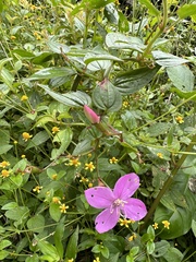 Arthrostemma ciliatum