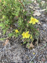 Crocanthemum scoparium