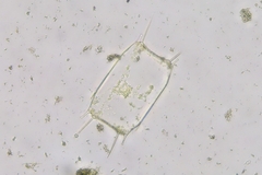 Trieres chinensis