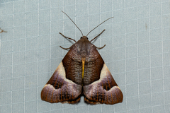 Niceteria macrocosma