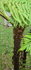 Cyathea cooperi