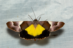 Niceteria macrocosma