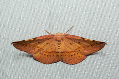Onycodes traumataria