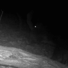 Sus scrofa leucomystax