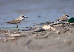 Charadrius wilsonia