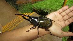 Dynastes septentrionalis