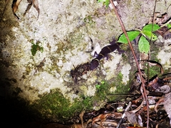 Goniurosaurus hainanensis
