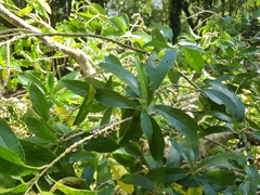Melicytus ramiflorus