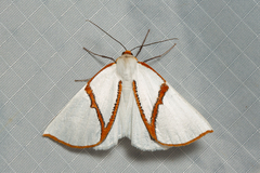 Thalaina selenaea