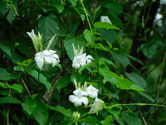 Mandevilla laxa
