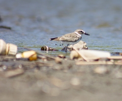 Charadrius wilsonia