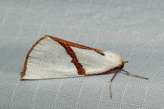 Thalaina selenaea
