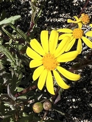 Senecio californicus